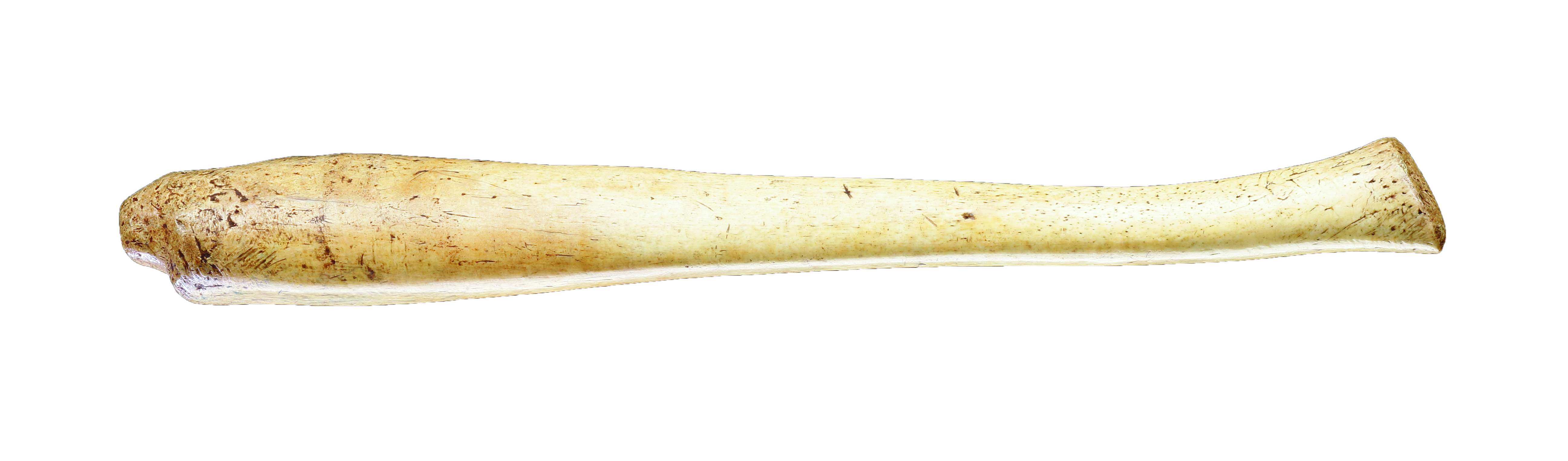 A Fine and Large Walrus ‘Penis Bone’ Baculum Hand Club 
